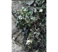 Undated Weekly Planner Calendar: Green Ivy & Medieval Stone Wall - Work, Life & Goal Setting Journal Notebook for Men & Women