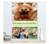 Une année avec le petit lion - Le charme du pékinois (Calendrier mural 2026 DIN A2 horizontal) calendrier de bureau: Charmant calendrier pékinois ... au c¿ur. Un must pour les fans de chiens