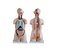 Uni Modelo de Torso Humano 85CM Cabeza Humana y Cuello Torso órganos internos Modelo anatómico 20 Piezas Medio Cuerpo hu