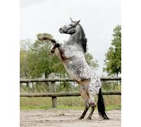 Unicorn horn QHP