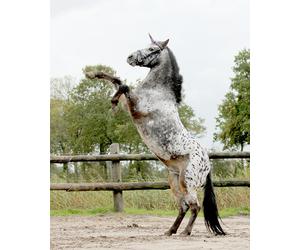 Unicorn horn QHP