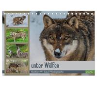 unter Wölfen (Tischkalender 2026 DIN A5 quer), CALVENDO Monatskalender: Wölfe ein Jahr mit der Kamera begleitet