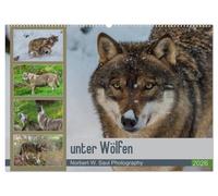 unter Wölfen (Wandkalender 2026 DIN A2 quer), CALVENDO Monatskalender: Wölfe ein Jahr mit der Kamera begleitet