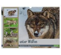unter Wölfen (Wandkalender 2026 DIN A3 quer), CALVENDO Monatskalender: Wölfe ein Jahr mit der Kamera begleitet
