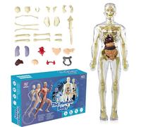 UOCAI Modelo de torso humano 3D, modelo de anatomía corporal, modelo de anatomía del cuerpo humano, modelo de anatomía esqueleto, modelo de enseñanza, cuerpo humano, modelo de esqueleto humano, modelo