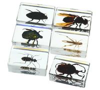 Uonlytech 6piezas Especímenes de Insectos Preservados Resina Transparente Colección Educativa de Decoración para Hogar y Escritorio Regalo Científico y Didáctico