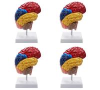 Uooduby 4X Modelo anatómico cerebral anatomía 1:1 medio tronco encefálico enseñanza suministros de laboratorio