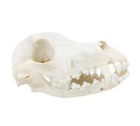 UQACHG Cráneo canino, espécimen de Hueso de Cabeza de Perro, Modelo de cráneo de Perro Real simulado para decoración del hogar, colección de Arte, Juguetes de enseñanza de cienc