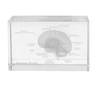 USHOBE Figura de cerebro humano tallada en cristal con estructura tridimensional, cubo decorativo para uso en enseñanza científica y regalo para graduación en ciencias médicas