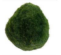 USRUTIUD 3 bolas de algas verdes vivas para acuarios, bolas de algas verdes decoradas para mejorar la estética del acuario de 1.3 a 1.5 pulgadas (3)