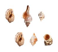 UTHCLO 6 Piezas Conchas Marinas Naturales Pequeñas para Decoración de Acuario Fiesta y Boda Temática Conchas de Caracol Marino para Manualidades y Decoración de Peceras