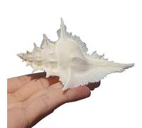 UTTDP Conchas Marinas Naturales for acuarios, Bodas en la Playa y decoración Costera: Manualidades DIY con temática oceánica (7-10 cm)(L)