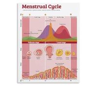 UYCUODLUY Estrogen Progesterone Cycle Graph Poster Female Reproductive System Chart Educational Wall-Art Bedroom Decor(Unframed,16x24inch(40x60cm))