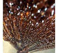 Vagasi Lote de 2 Cortinas Hilo Lentejuelas para decoración Cortinas Espaguetis Elegantes Estudios Ventanas Puertas cumpleaños Bodas Fiestas hoteles Marrón 100 x 200cm x 2pc