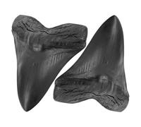 Vaguelly 2piezas Dientes De Megalodon Decoración De Hogar Simulada Adorno De Fósiles Prehistóricos para Coleccionistas y Amantes Natural