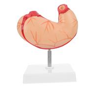 VALICLUD Anatómico de Estómago de Plástico para Enseñanza Médica Demostración Anatómica Realista con Detalles para Escuelas Laboratorios y Formación Anatomía