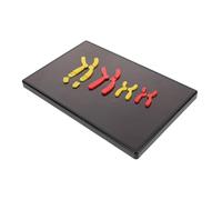 VALICLUD Kit de Cambios de Cromosomas Instrumento Didáctico para Clases de Biología Secundaria