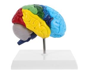 VALICLUD Modelo De Cerebro De Tamaño Natural Modelo Anatómico Cerebro Derecho Para Educación Médica Y Estudios Anatómicos Áreas Marcadas Herramienta de Aprendizaje Indispensable