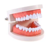 VALICLUD Modelo De Dientes Estándar Para Enseñanza Dental Herramienta Didáctica De Plástico Ecológico 3D 3.62X2.95X2.00In Para Estudiantes Y Comunicación Con Pacientes