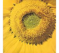 Valle, Marcos - Girassol [Vinilo]