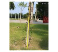 varilla de medición Vara De Medición Para Silvicultura, 6 8 10 12 15 18 M Altura Ajustable Vara De Medición Con Gancho, Para Casas, Paredes, Suelos Y Altura De Árboles(Yellow,19 5/8 ft(6m))