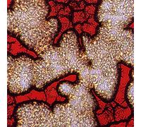 Various Artists - Dying for Kredd