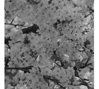 Various Artists - HFF Vol. 1 [VINYL] [Vinilo]