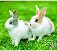 Various [King Records] - Sawayaka Happy Classic