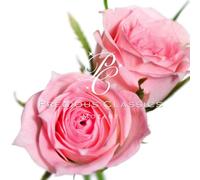 Various - Symphony No 40 & 41