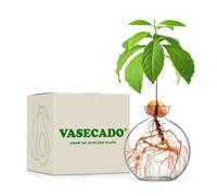 Vasecado Jarrón de semillas de aguacate, recipiente de propagación de vidrio soplado a mano para cultivar plantas de aguacate, regalo único para los amantes de las plantas