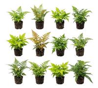 vdvelde.com - Helechos resistentes, 12 uds en maceta P9 para sombra | Vivaces de hoja decorativa en arriate, jardinera y semisombra, Dryopteris y Polystichum, unos 15 cm