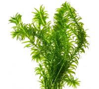 vdvelde.com - Plantas oxigenantes Elodea densa 5 uds para estanque | Sumergida resistente al frío que aclara el agua, previene algas, desde 20 cm, muy fácil de cuidar