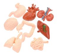 Veemoon Modelo Anatómico Cerebral y Órganos Humanos en Pvc Ligero para Demostración y Estudio 8 Piezas Adecuado para Estudiantes de Medicina y Doctores