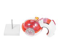 Veemoon Modelo Anatómico de Ojo Humano Ampliado 6X Desmontable con Piezas Numeradas para Enseñanza Médica Optometría y Educación en Clínica Modelo Educativo de Anatomía Ocular