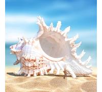 Vegena Conchas Grandes Naturales, Cconchas de Mar Grandes Naturales, Conchas Decorativas Grandes, Conchas para Acuario, Decoración de Bodas y Decoraciones del Hogar, Fiesta con Temática de Playa