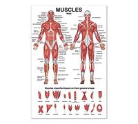 VEILTRON Póster anatómico del Sistema Muscular, gráfico de anatomía Muscular en la Parte Delantera/Trasera, 19,69 x 27,56 Pulgadas para el Gimnasio del Hospital