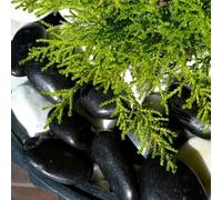 VELLES Piedras decorativas negras, piedras decorativas para acuario, piedras para manualidades, piedras decorativas para jardín, piedras grandes para decoración de jardín, piedras grandes (negras)