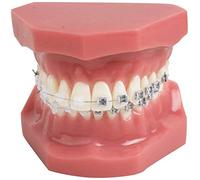 VenBrew admite el Modelo de Dientes, Tipodonto Dental con Soportes de Metal, Tratamiento del Modelo de Dientes con Corbata roja de ligadura, con Modelo de enseñanza antinero