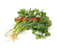 ¡¡¡Venta al por Mayor!!! 100 Chino Ornamental Pimienta de Chile Semillas, Color de la Mezcla (Forma Especial, Hermoso Color), fácil de Crecer, Delicadeza