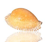Venus Conch Shells For Crafting, Fish Tank, Beach Wedding Decor, 5-5.5 cm