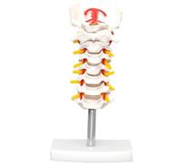 vepoty Modelo de Columna Cervical Humana, Modelo de Tronco Cerebral de Columna Cervical de 7 segmentos, Modelo anatómico Humano Realista para Herramienta educativa