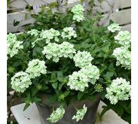 Verbena híbrida en la decoración de Sala Estar Hermosas jardín 400semillas