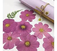 Verdaderas flores secas, hojas secas, DIY joyería artesanal decoración del hogar, 50 piezas de Cosmos Bipinnata Cav púrpura natural prensado seco. Flor for postal, marco de fotos, marcapáginas, manual