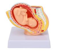 Verdant Touch Modelo de pelvis femenina embarazada, modelo anatómico de pelvis para embarazadas, feto de bebé extraíble de 9 meses, ayuda anatómica para enseñanza pélvica femenina