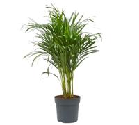 Verdecora Dypsis Areca Lutescens | Palmera Tropical | Palmera Amarilla | Palma de Frutos de Oro | Palmera bambú | Reina de Las Palmas | Planta Natural de Interior o Exterior en Maceta de Ø20cm