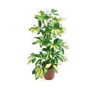 Verdecora Schefflera Gold Capella | Planta natural de interior | Planta tropical | Purificadora del aire | Resistente y fácil cuidado (Maceta 3L)