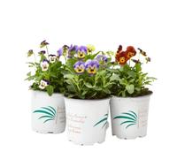 verdecora Viola en Maceta Ø11cm | Viola spp. | Planta de Exterior en Maceta | Flores Coloridas y Resistentes | Ideal para Macizos Florales y Bordes