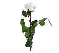 Verdissimo Mini rosa eterna estabilizada de 3,5 a 4,5 cm de diámetro (blanco)