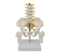 Vértebra cervical humana, arteria carótida, modelo de columna flexible, vértebras humanas, nervio vertebral, columna vertebral flexible, vértebra, arteria carótida, modelos médicos, enseñanza