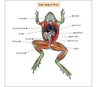 Verve Pipe by Unknown (1999-07-27)